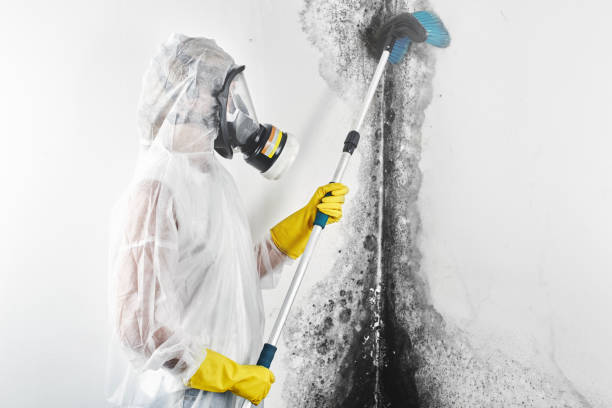 Best Industrial Mold Remediation  in Lomita, CA