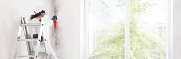 Best Real Estate Mold Inspection  in Lomita, CA